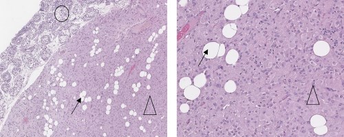 Изображение на обложке